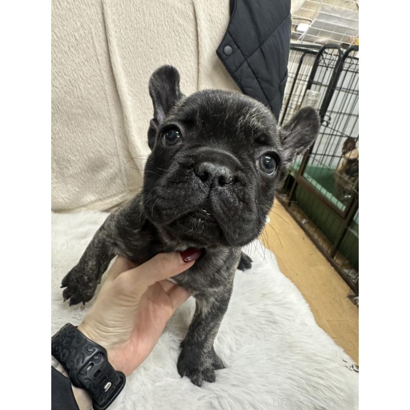 販売中の千葉県のフレンチブルドッグ-440785