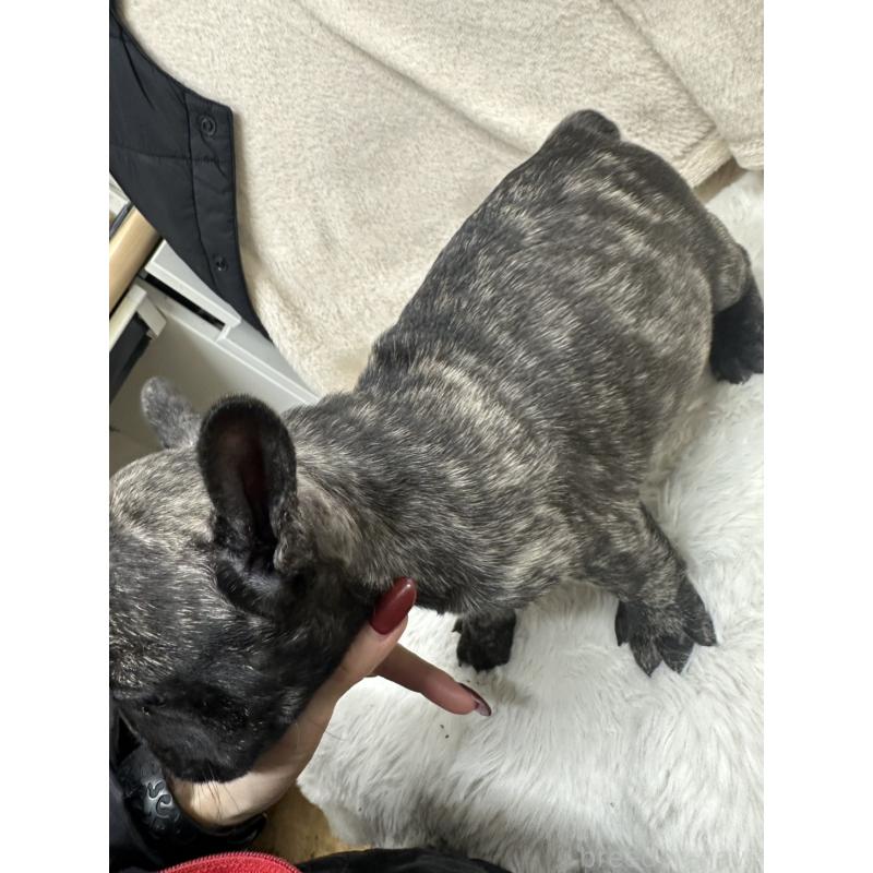 販売中の千葉県のフレンチブルドッグ-440785の3枚目