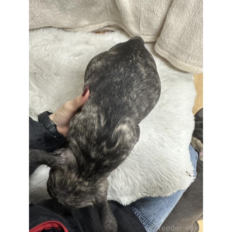 販売中の千葉県のフレンチブルドッグ-440785の2枚目