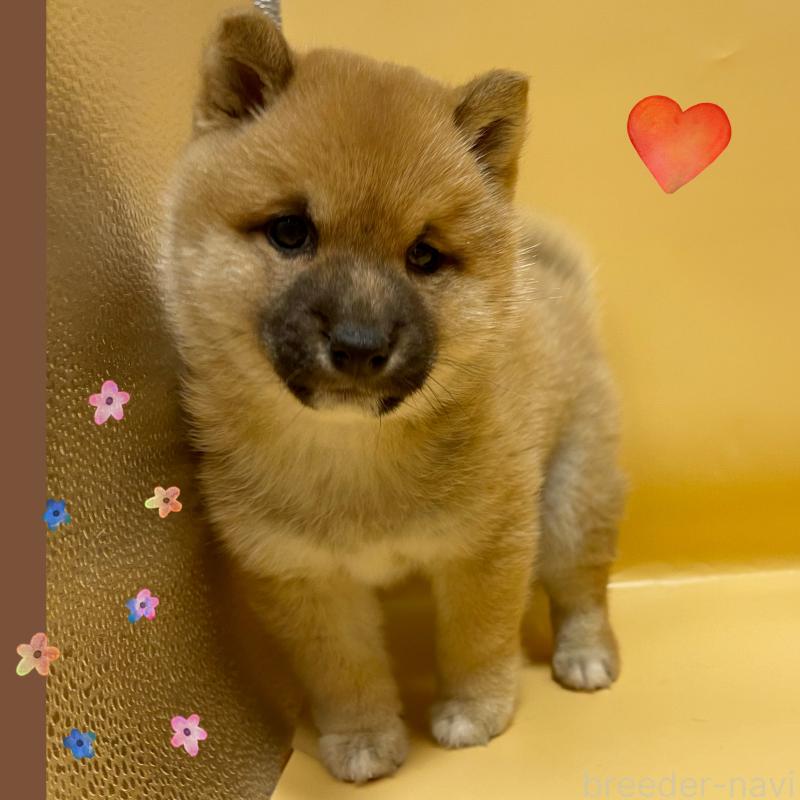 販売中の東京都の豆柴-443891の1枚目