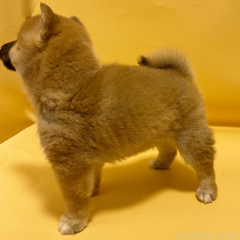 販売中の東京都の豆柴-443891の6枚目