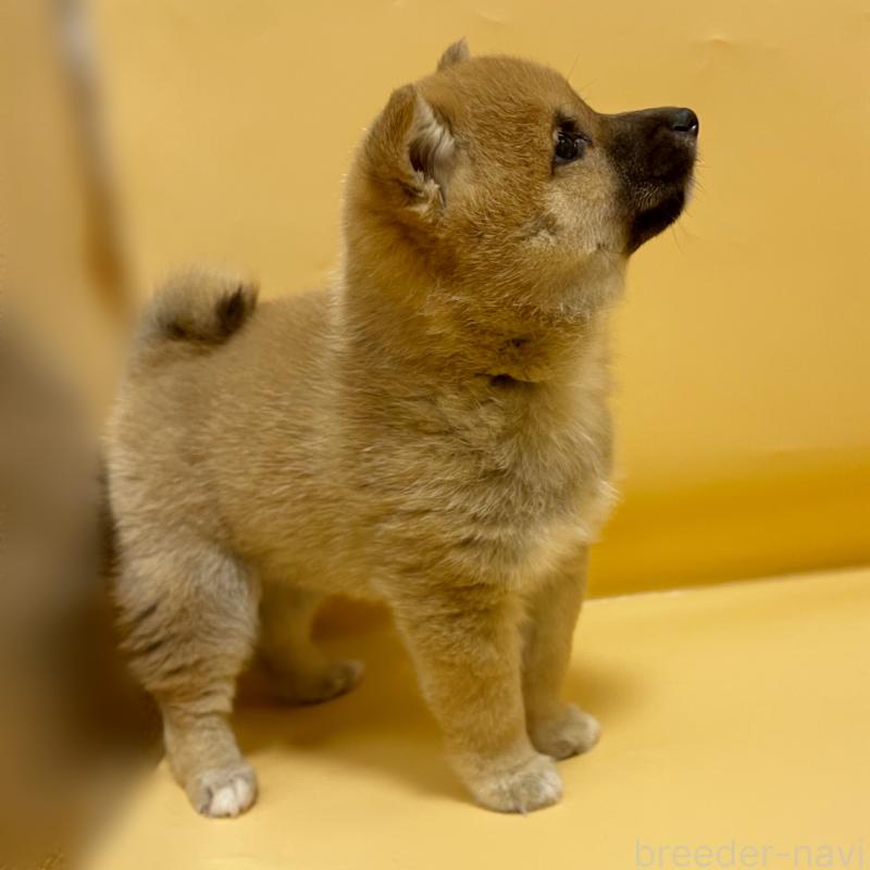 販売中の東京都の豆柴-443891の4枚目