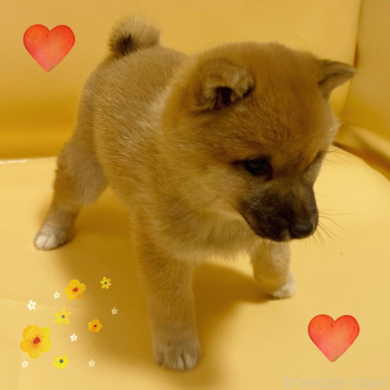 販売中の東京都の豆柴-443891の3枚目