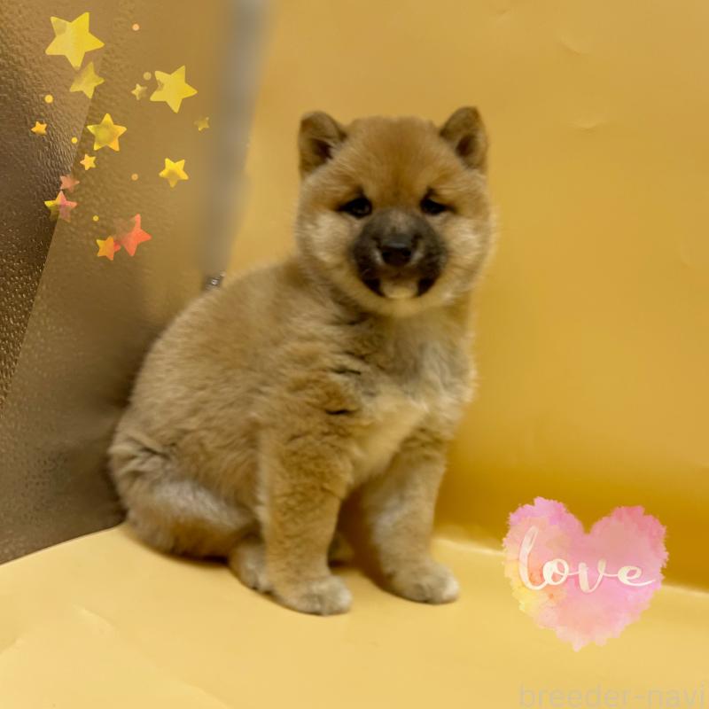 販売中の東京都の豆柴-443891の2枚目