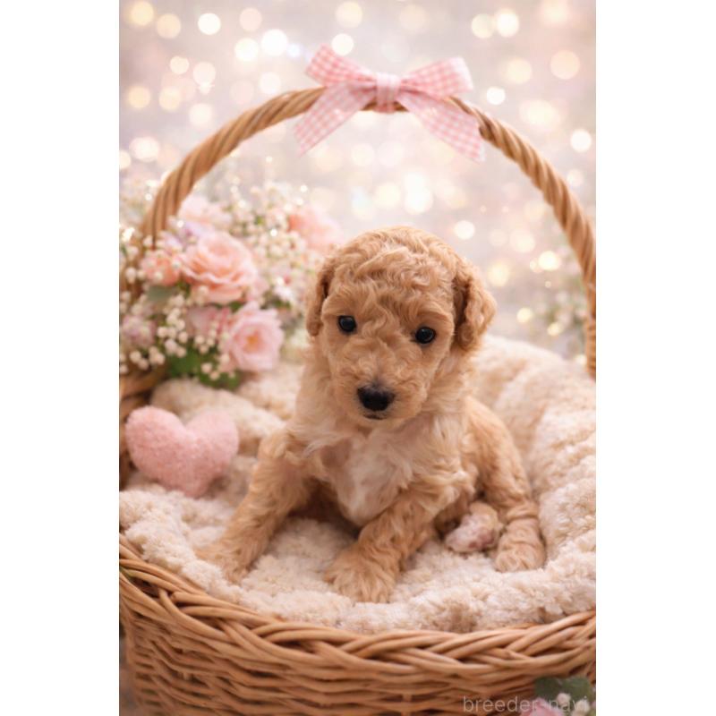 販売中の東京都のトイプードル-443890の3枚目