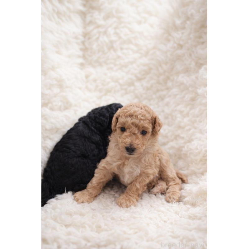 販売中の東京都のトイプードル-443890の2枚目