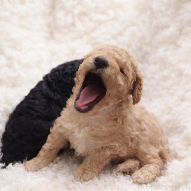 販売中の東京都のトイプードル-443890の1枚目