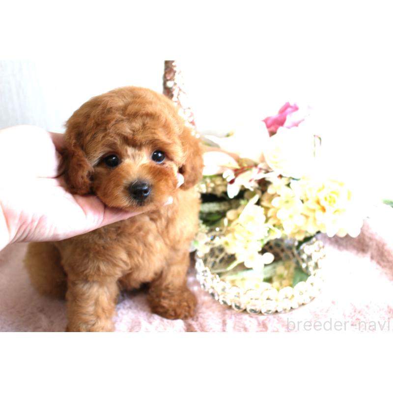 販売中の茨城県のミニチュアプードル-443892の6枚目