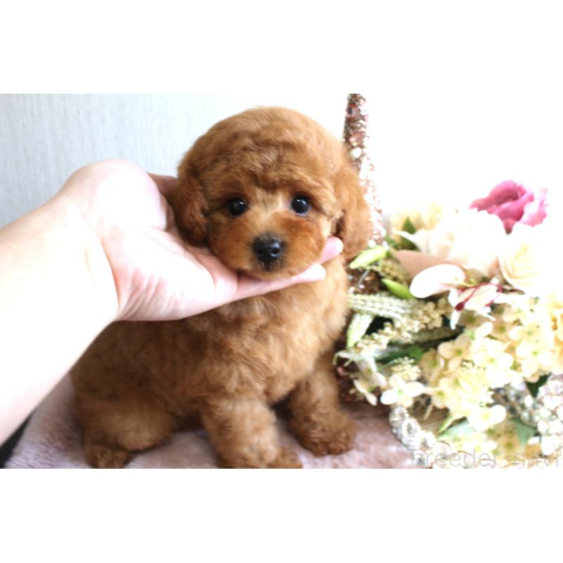 販売中の茨城県のミニチュアプードル-443892の4枚目