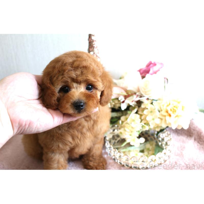 販売中の茨城県のミニチュアプードル-443892の2枚目