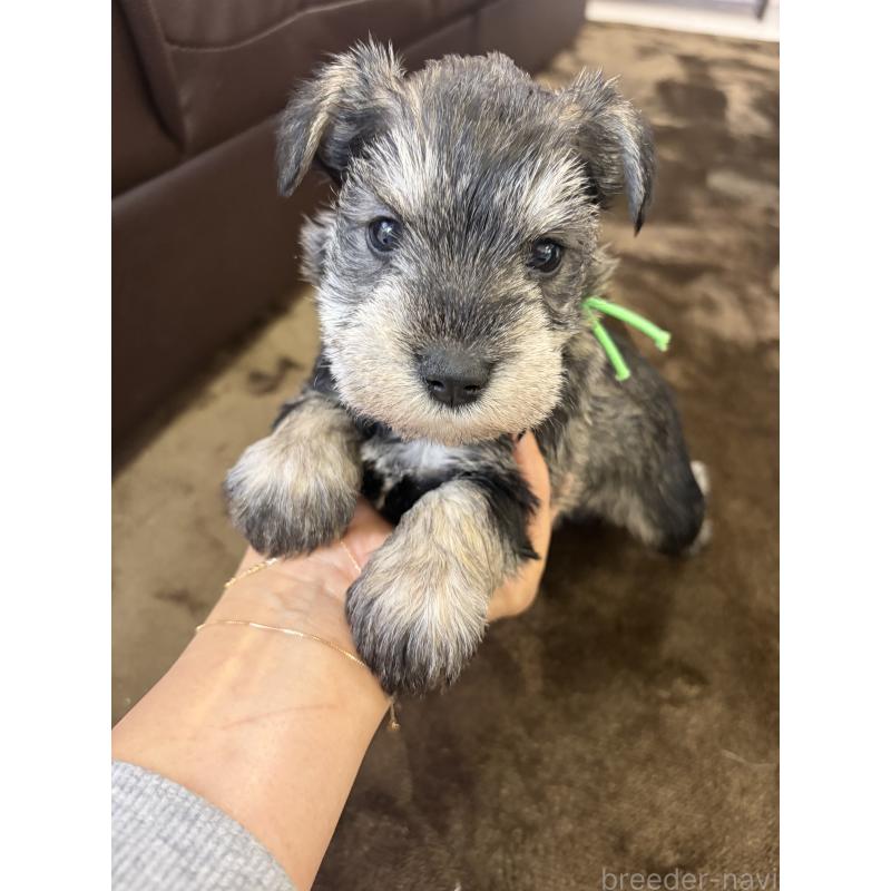 商談中の滋賀県のミニチュアシュナウザー-439507の3枚目