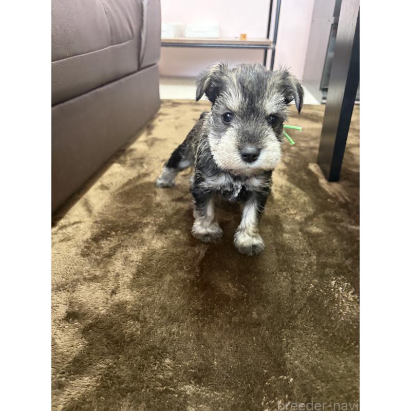 商談中の滋賀県のミニチュアシュナウザー-439507の2枚目