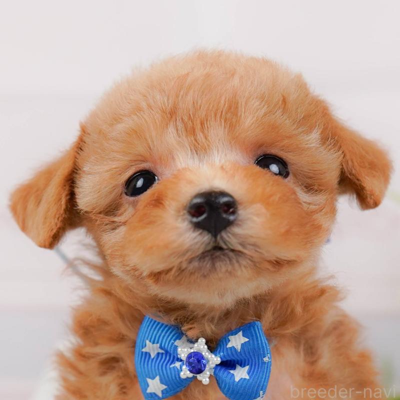 販売中の神奈川県のタイニープードル-443897の1枚目