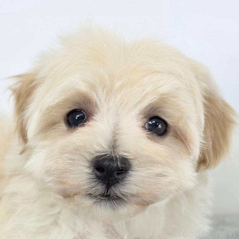 販売中の茨城県のマルプー:マルチーズ×トイプードル-443899の1枚目