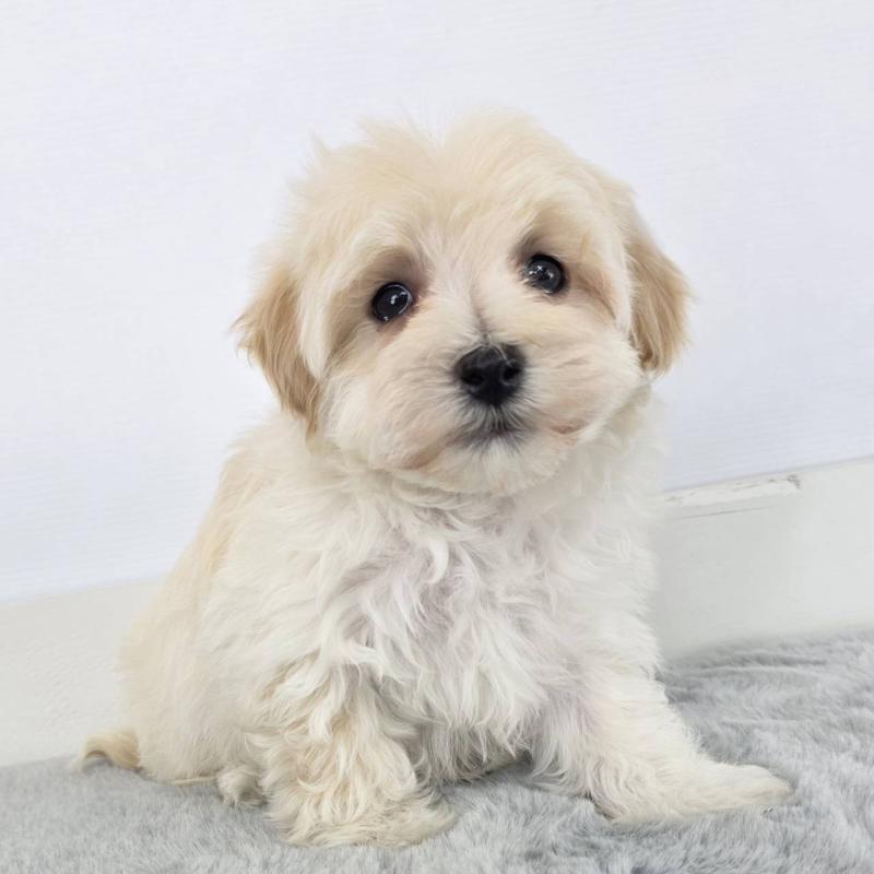 販売中の茨城県のマルプー:マルチーズ×トイプードル-443899の6枚目