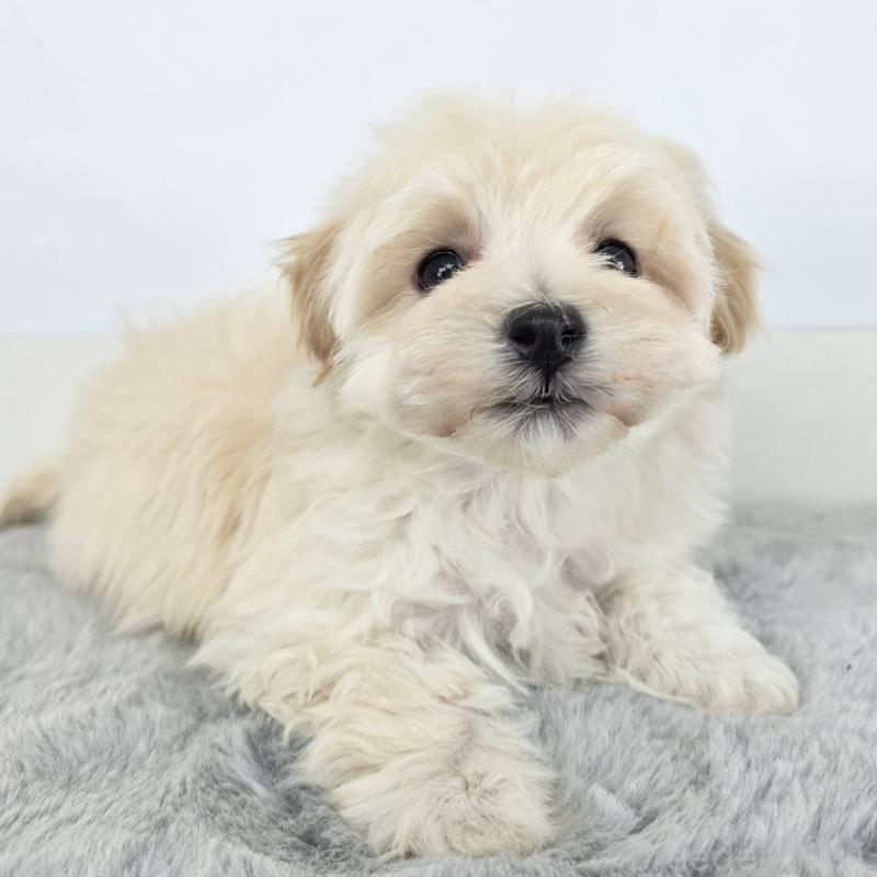 販売中の茨城県のマルプー:マルチーズ×トイプードル-443899の4枚目