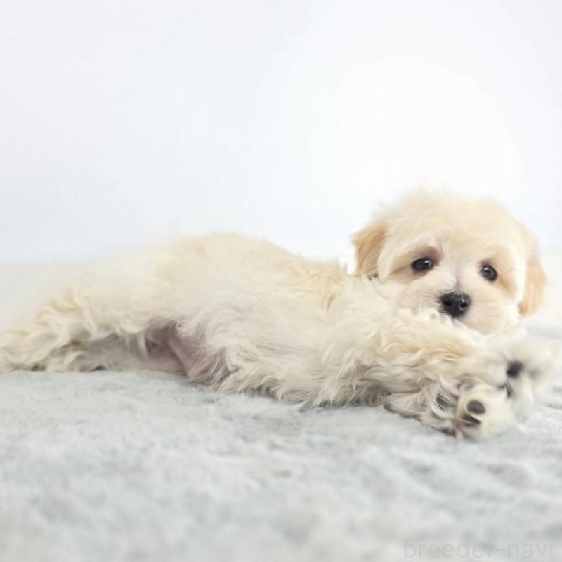 販売中の茨城県のマルプー:マルチーズ×トイプードル-443899の3枚目