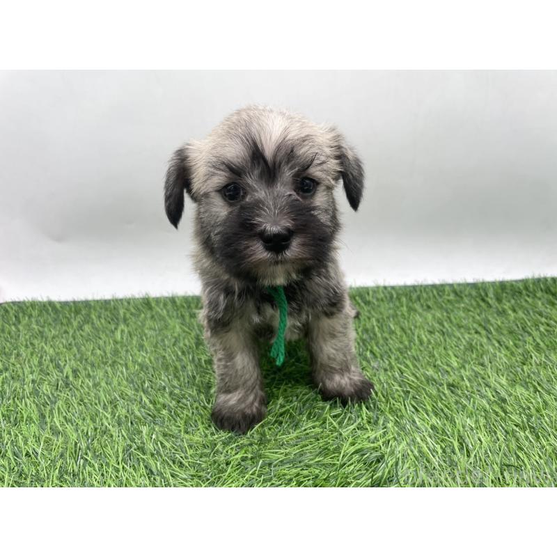 販売中の愛知県のマルシュナ:マルチーズ×ミニチュアシュナウザー-443894の1枚目