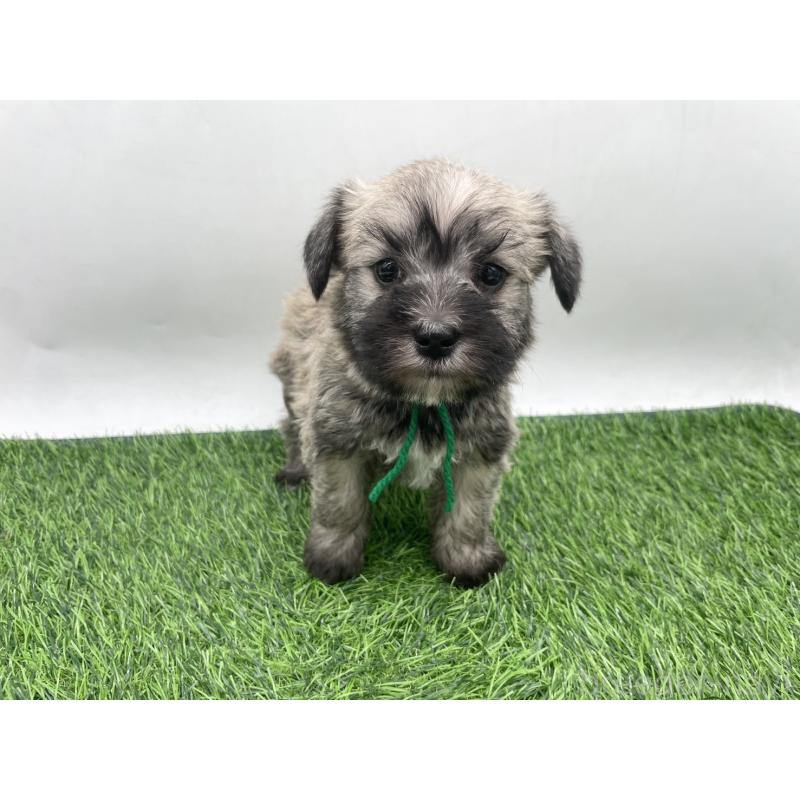 販売中の愛知県のマルシュナ:マルチーズ×ミニチュアシュナウザー-443894の6枚目