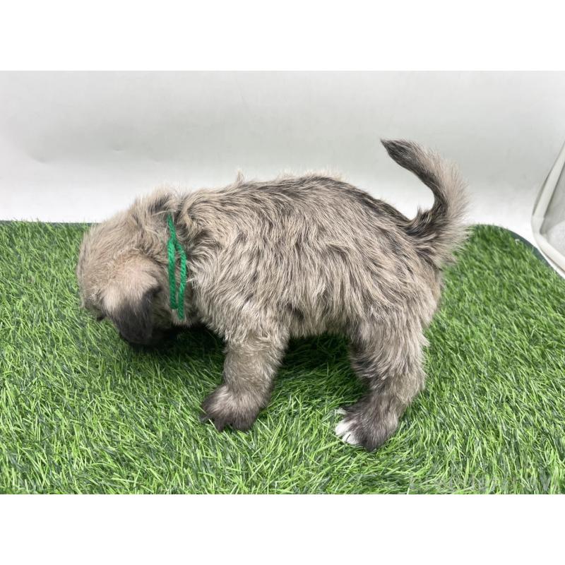 販売中の愛知県のマルシュナ:マルチーズ×ミニチュアシュナウザー-443894の5枚目