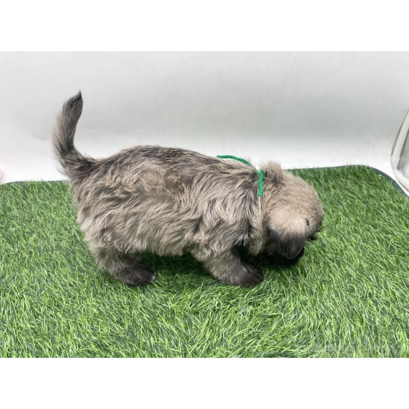 販売中の愛知県のマルシュナ:マルチーズ×ミニチュアシュナウザー-443894の4枚目