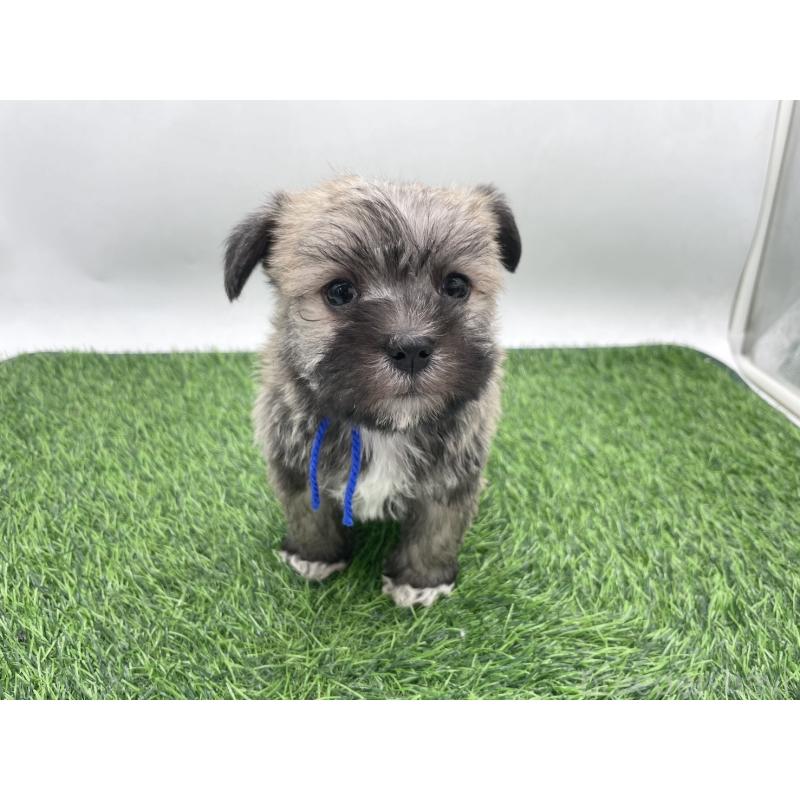 販売中の愛知県のマルシュナ:マルチーズ×ミニチュアシュナウザー-443895