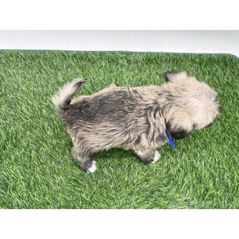 販売中の愛知県のマルシュナ:マルチーズ×ミニチュアシュナウザー-443895の3枚目