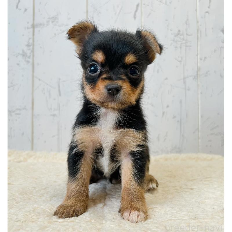 販売中の千葉県のヨーチー:ヨークシャーテリア×チワワ-443896の1枚目