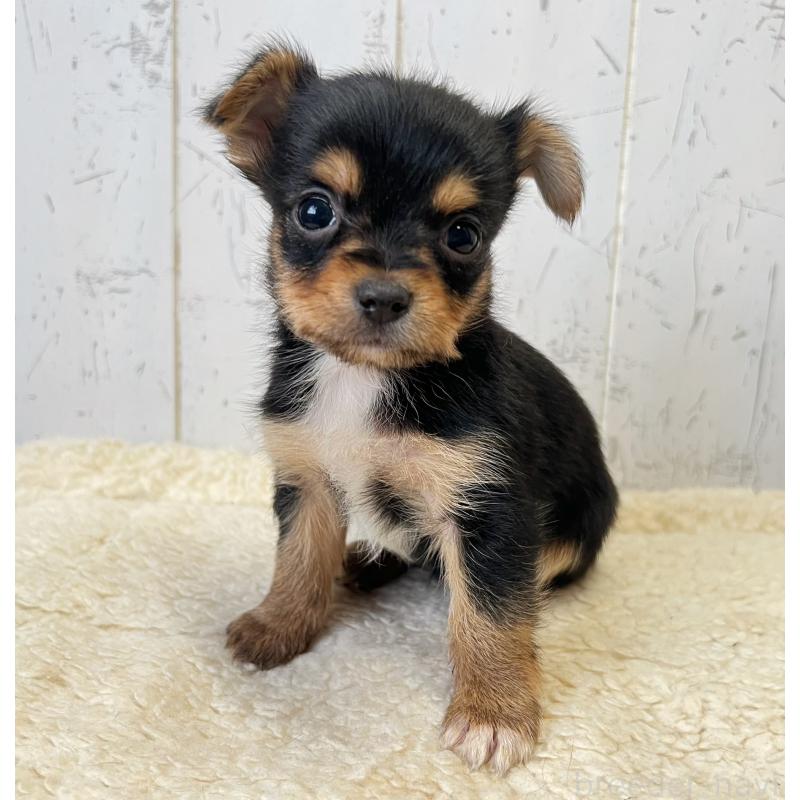 販売中の千葉県のヨーチー:ヨークシャーテリア×チワワ-443896の5枚目