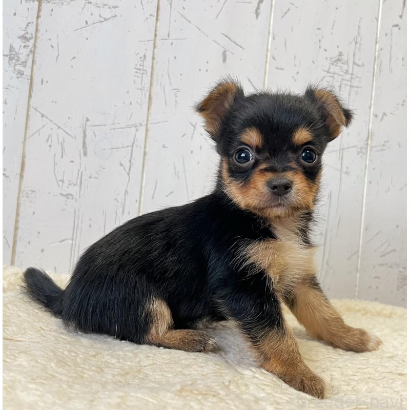 販売中の千葉県のヨーチー:ヨークシャーテリア×チワワ-443896の2枚目
