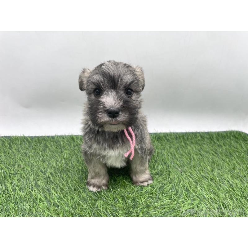 販売中の愛知県のマルシュナ:マルチーズ×ミニチュアシュナウザー-443898