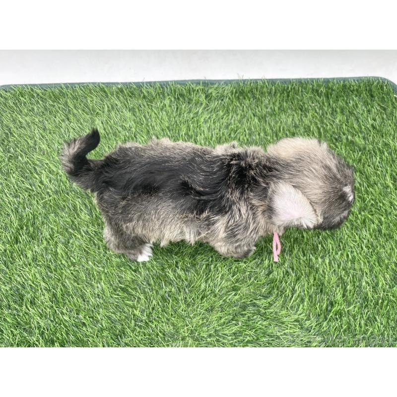 販売中の愛知県のマルシュナ:マルチーズ×ミニチュアシュナウザー-443898の5枚目