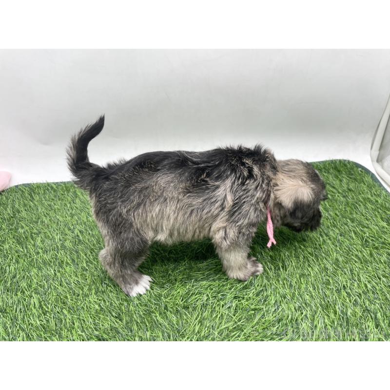 販売中の愛知県のマルシュナ:マルチーズ×ミニチュアシュナウザー-443898の4枚目