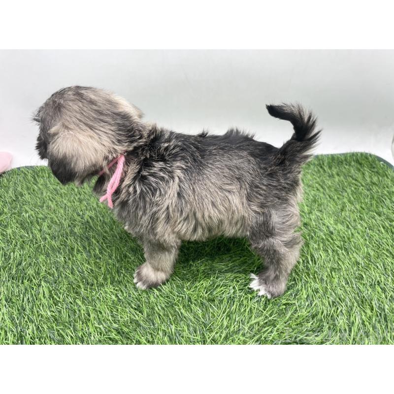 販売中の愛知県のマルシュナ:マルチーズ×ミニチュアシュナウザー-443898の3枚目