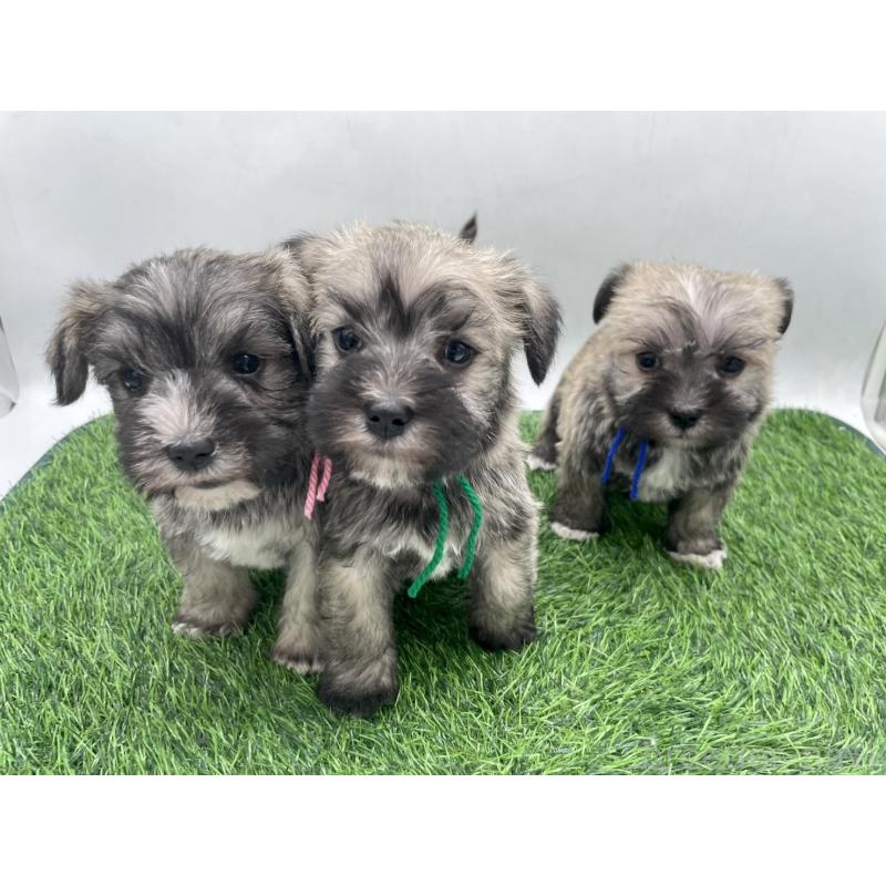 販売中の愛知県のマルシュナ:マルチーズ×ミニチュアシュナウザー-443898の2枚目