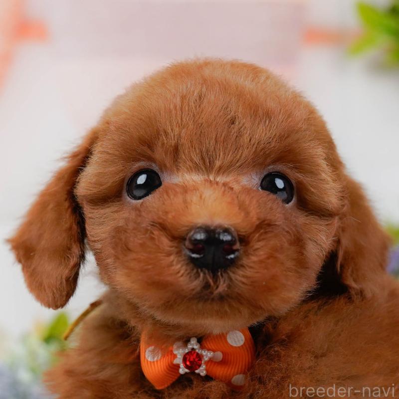 販売中の神奈川県のトイプードル-443902の1枚目