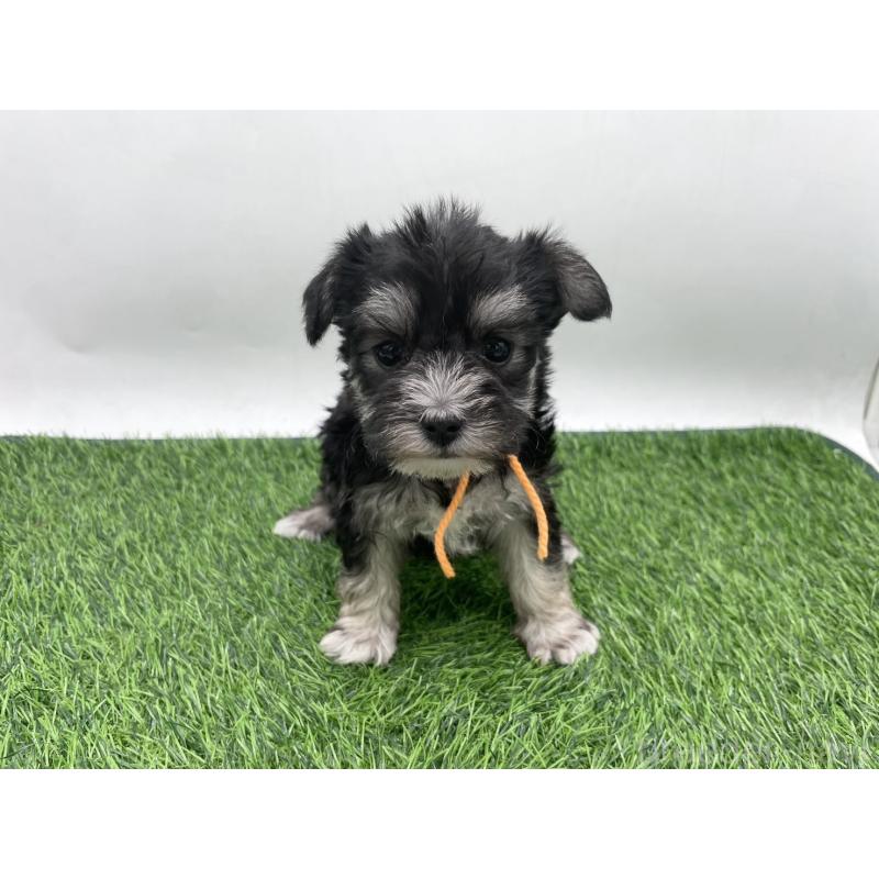 販売中の愛知県のマルシュナ:マルチーズ×ミニチュアシュナウザー-443900の5枚目