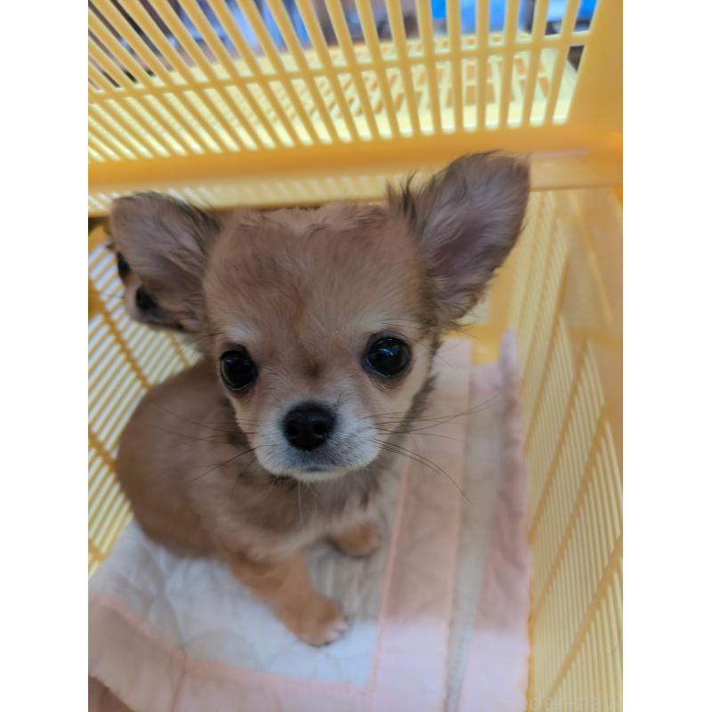 販売中の埼玉県のチワワ(ロングコート)-440190の3枚目