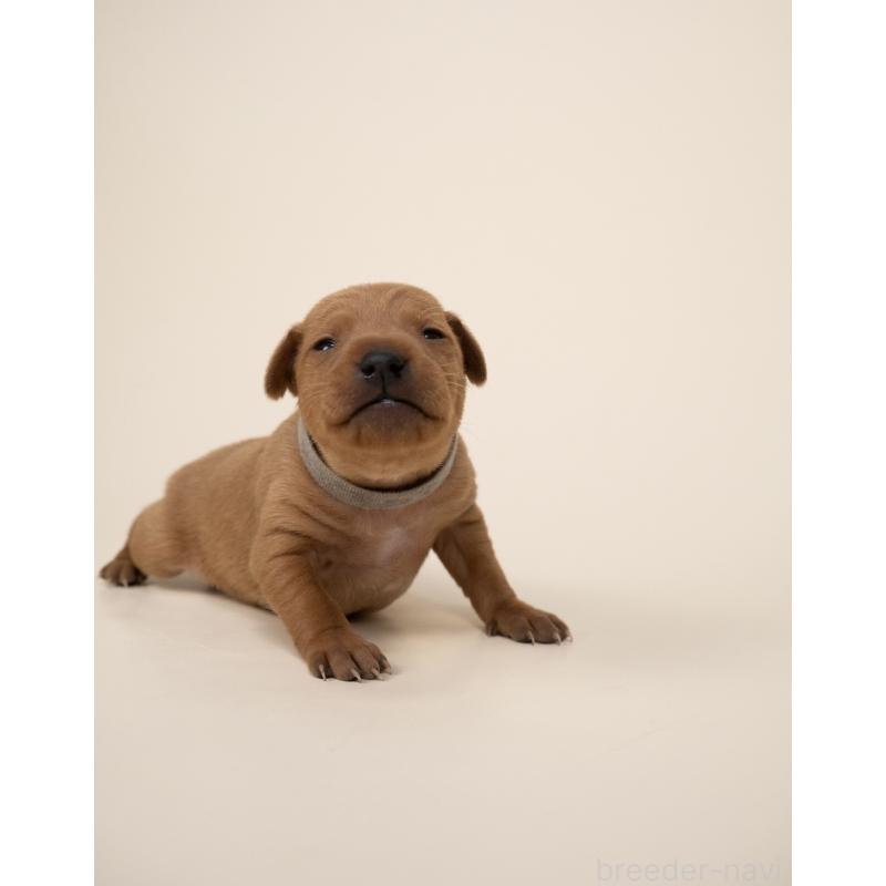 販売中の山梨県のミニチュアピンシャー(ミニピン)-443903の6枚目