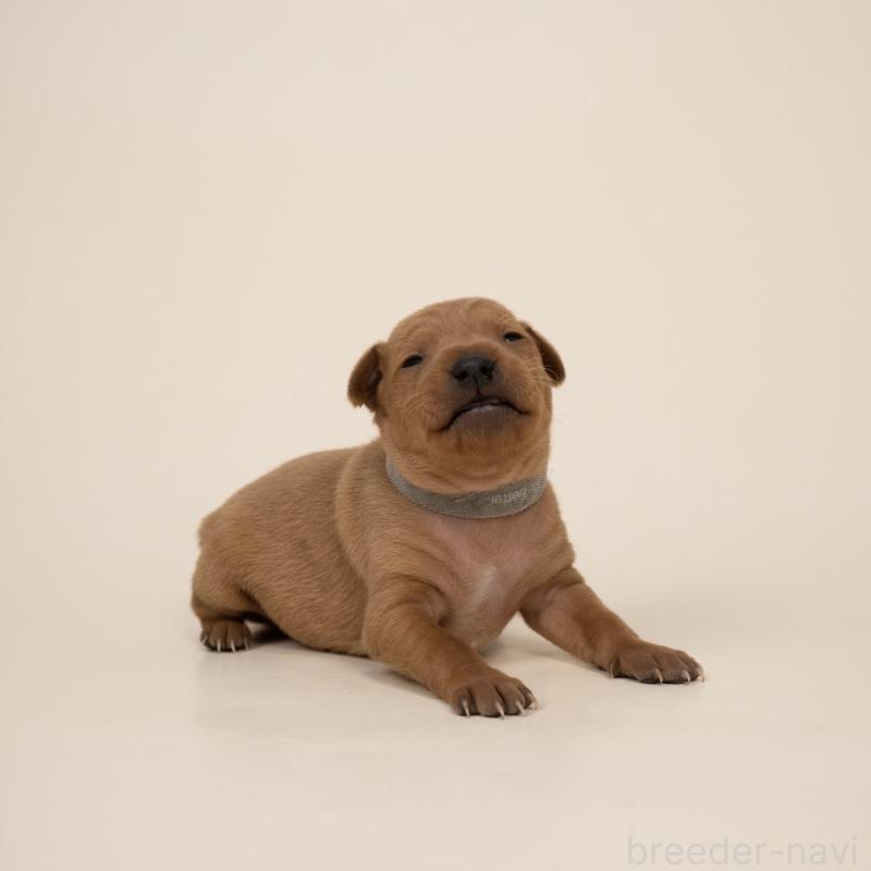 販売中の山梨県のミニチュアピンシャー(ミニピン)-443903の4枚目