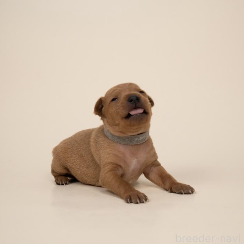 販売中の山梨県のミニチュアピンシャー(ミニピン)-443903の3枚目