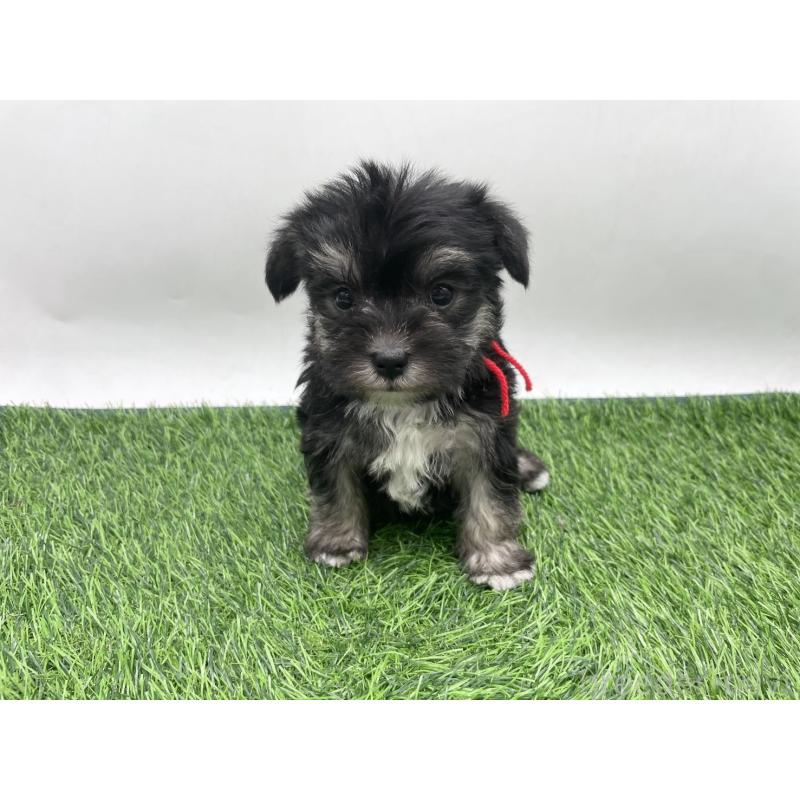 販売中の愛知県のマルシュナ:マルチーズ×ミニチュアシュナウザー-443901