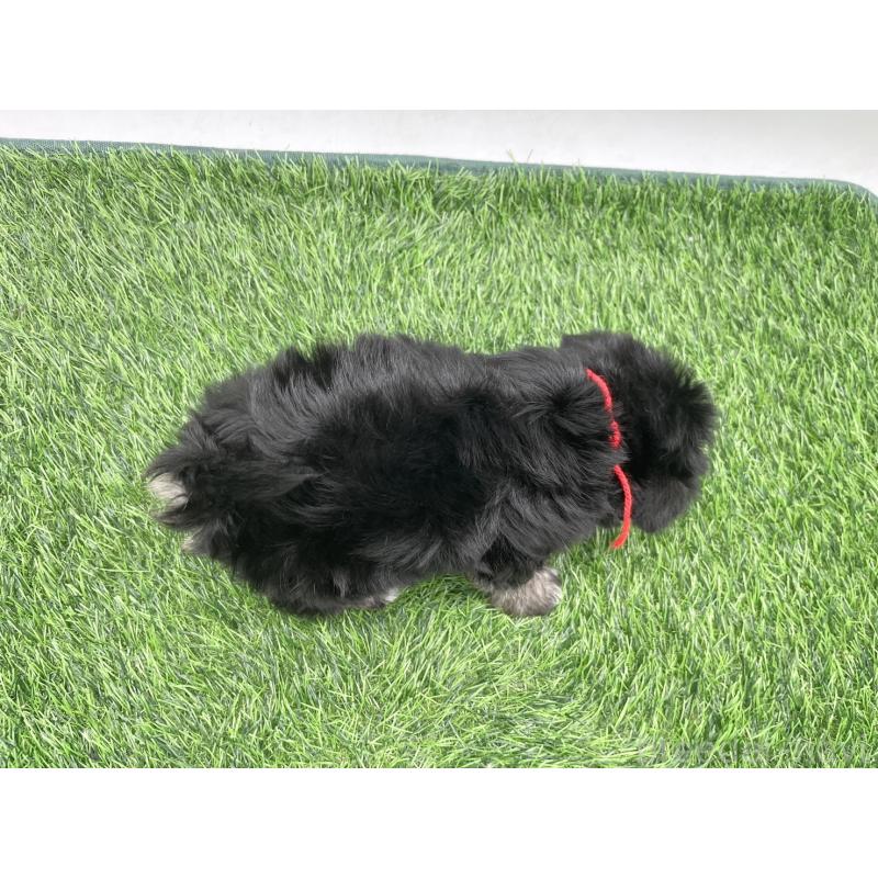 販売中の愛知県のマルシュナ:マルチーズ×ミニチュアシュナウザー-443901の5枚目