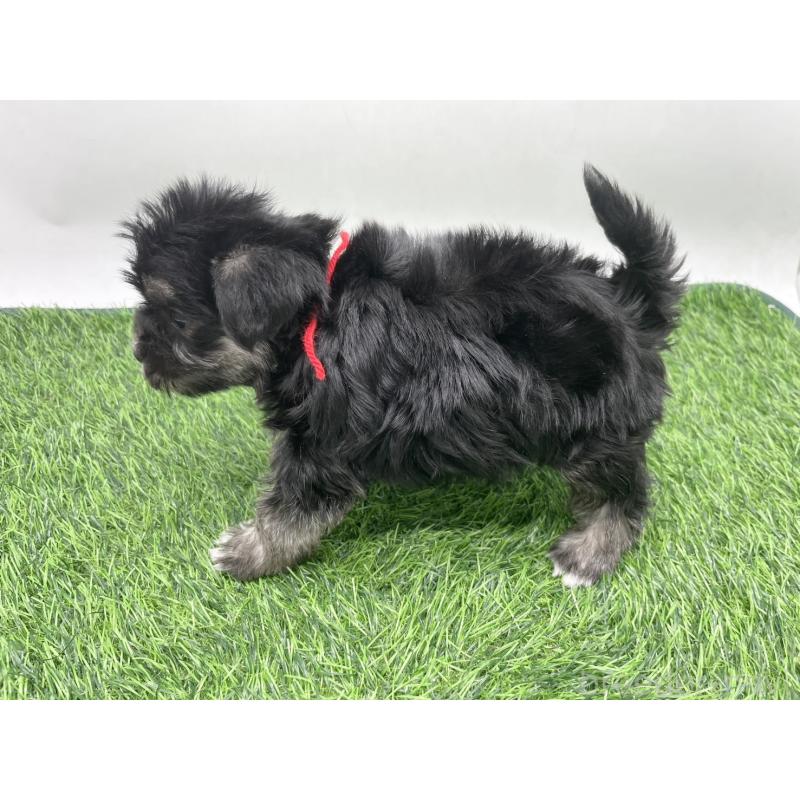 販売中の愛知県のマルシュナ:マルチーズ×ミニチュアシュナウザー-443901の3枚目