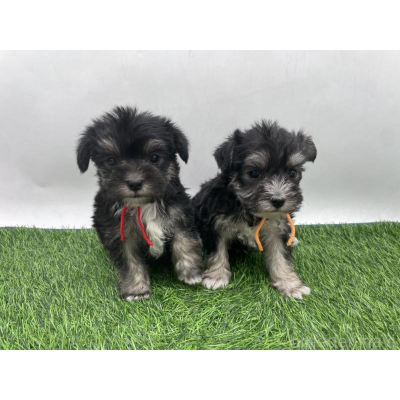 販売中の愛知県のマルシュナ:マルチーズ×ミニチュアシュナウザー-443901の2枚目