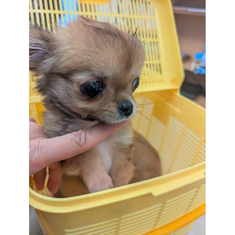 販売中の埼玉県のチワワ(ロングコート)-440192の4枚目