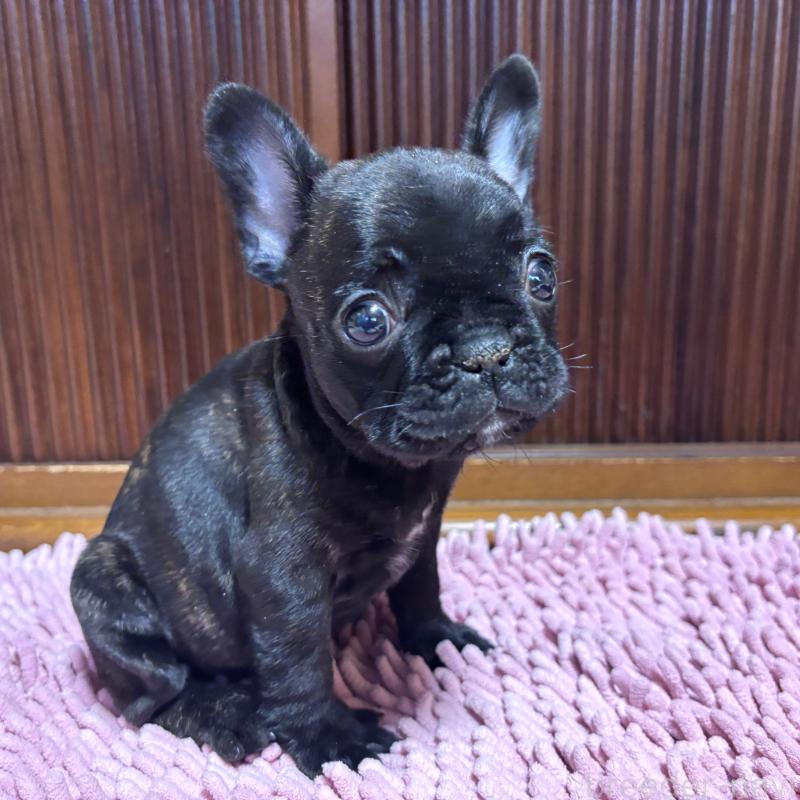 販売中の三重県のフレンチブルドッグ-437160