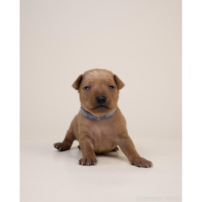 販売中の山梨県のミニチュアピンシャー(ミニピン)-443905の5枚目