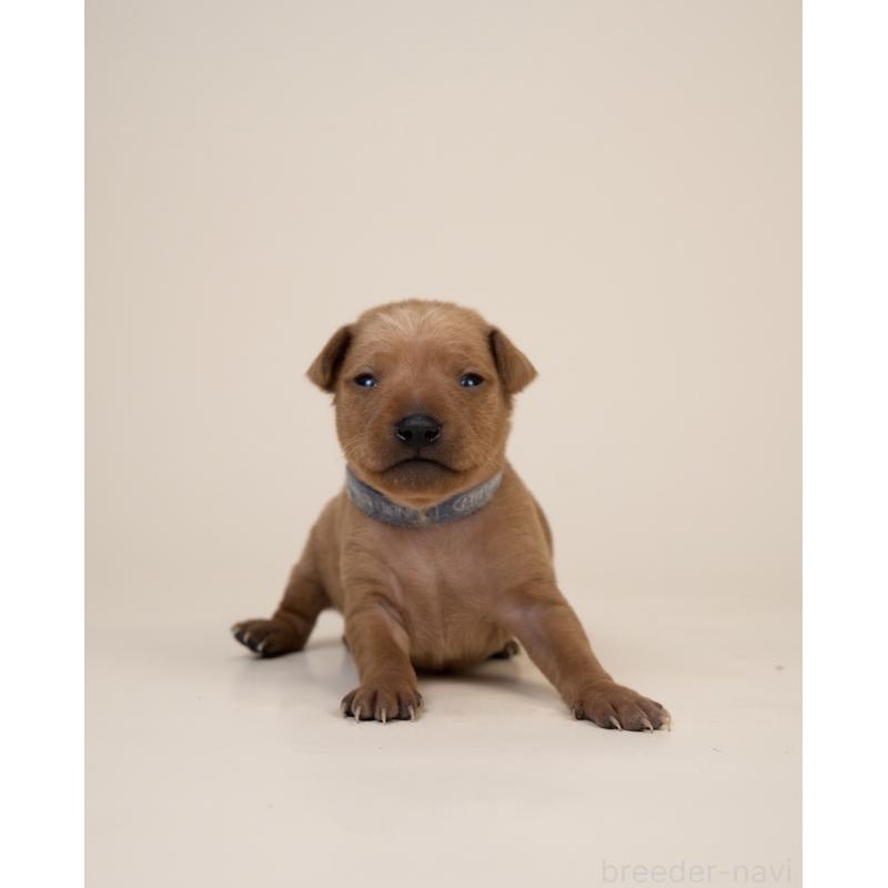 販売中の山梨県のミニチュアピンシャー(ミニピン)-443905の4枚目