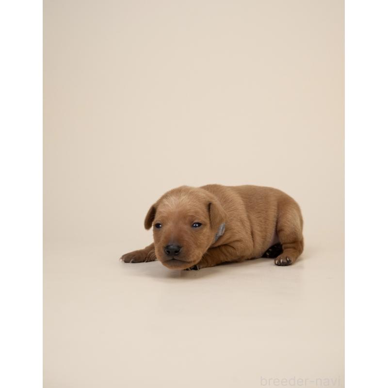 販売中の山梨県のミニチュアピンシャー(ミニピン)-443905の2枚目